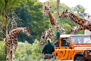 Keepers feeding the Giraffe herd at WSP