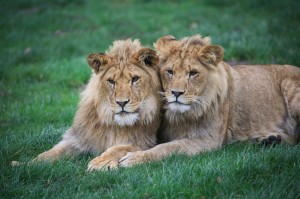 Lions  Woburn Safari Park (Dec 2015)-13 (1) copy