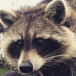 MPMG Holly the Racoon