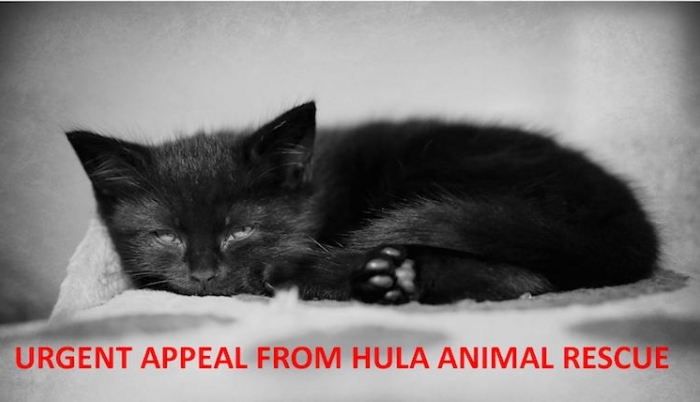 Total MK | Hula Animal Rescue have launched an urgent appeal - can you help?